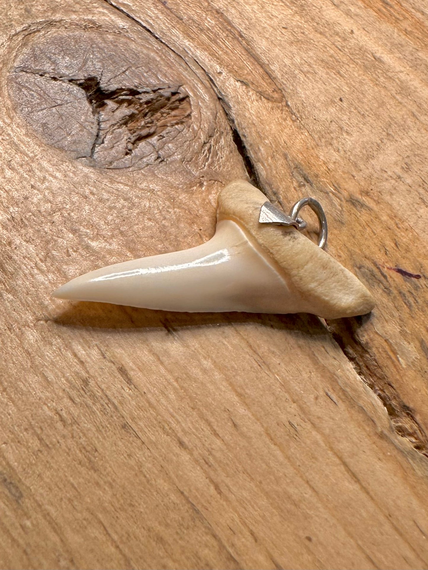 Vintage Tooth 925 Silver Pendant