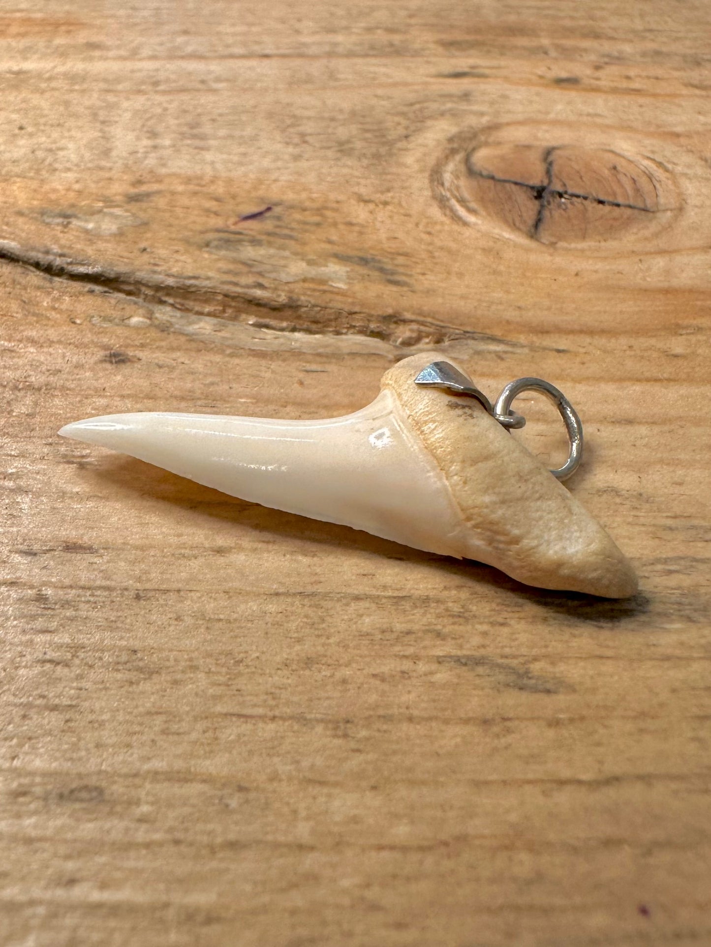 Vintage Tooth 925 Silver Pendant