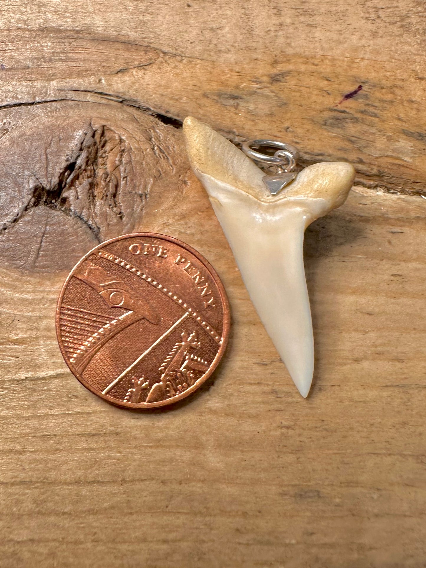 Vintage Tooth 925 Silver Pendant